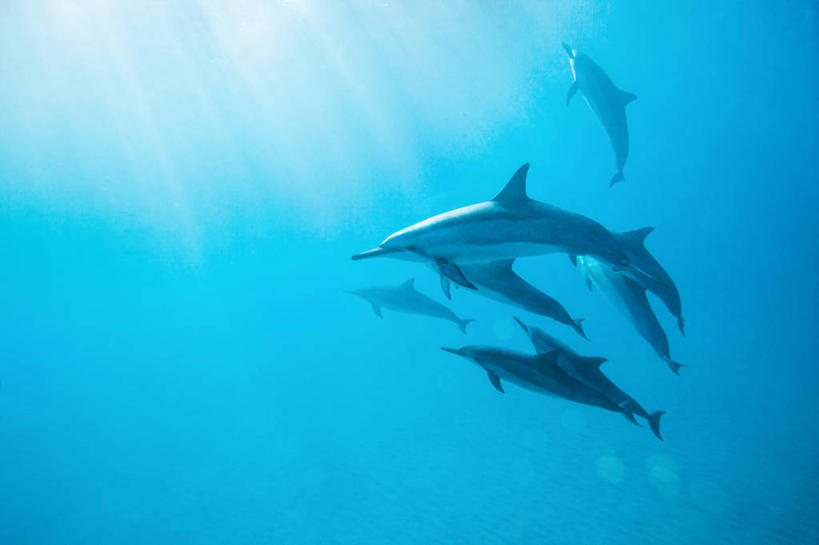 无人,横图,白天,水下,海洋,美国,摄影,早晨,夏威夷群岛,太平洋岛屿,彩图,毛伊岛