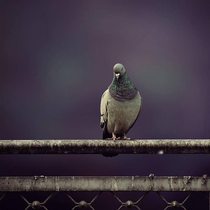 无人,栏杆,方图,室外,特写,白天,鸽子,野生动物,鸟类,摄影,栖息,波斯湾,沙特阿拉伯,彩图