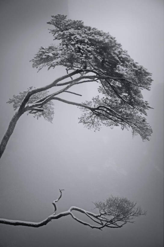 无人,竖图,室外,白天,雪,雾,松树,冬天,枝,树,天空,自然,寒冷,摄影,宁静,彩图