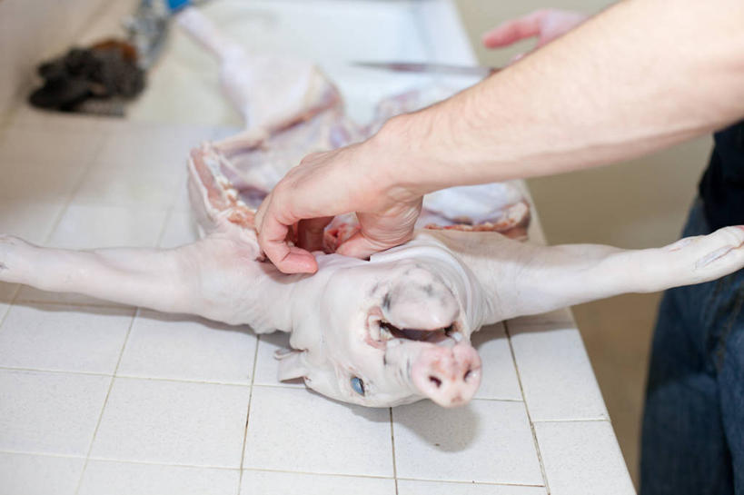 成年人,中年人,手,一个人,横图,室内,美国,仅一个男性,仅一个人,仅一个中年男性,准备,拿着,猪肉,人体,摄影,部分,加利福尼亚,切断,帕萨迪纳,男人,男性,中年男性,彩图