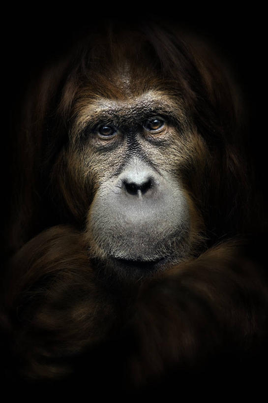无人,竖图,特写,野生动物,德国,黑色背景,首都,柏林,摄影,猿,苏门答腊猩猩,彩图,影棚拍摄,好奇心