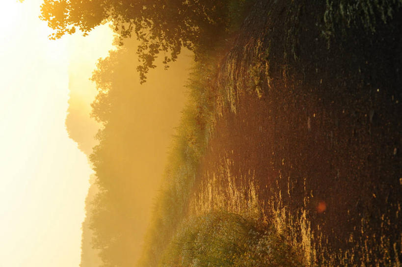 无人,横图,室外,白天,雾,德国,草,树,天空,自然,夏天,摄影,宁静,早晨,彩图,单行道