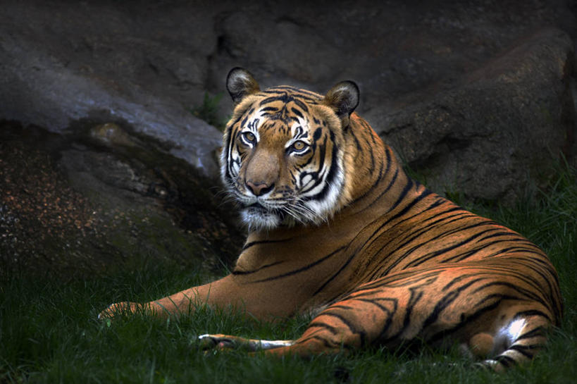 无人,坐,横图,室外,白天,虎,野生动物,德国,首都,柏林,草,放松,摄影,肖像,岩石,彩图