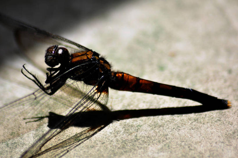 无人,横图,室外,特写,白天,日本,阴影,蜻蜓,昆虫,摄影,死亡,福冈,结束,彩图