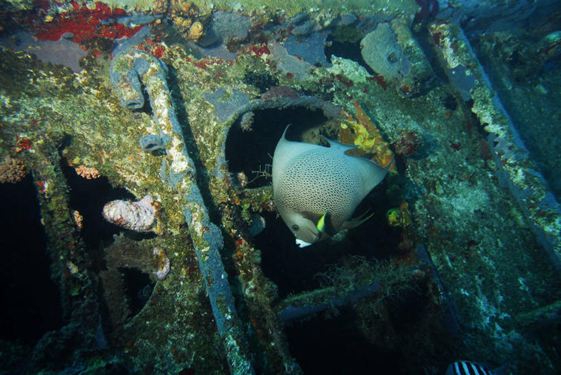 游泳,无人,横图,白天,水下,植物,加勒比海,珊瑚,南美,摄影,南美洲,拉丁美洲,美洲,维京群岛,亚美利加洲,南亚美利加洲,处女群岛,维尔京群岛,圣克罗伊岛,彩图