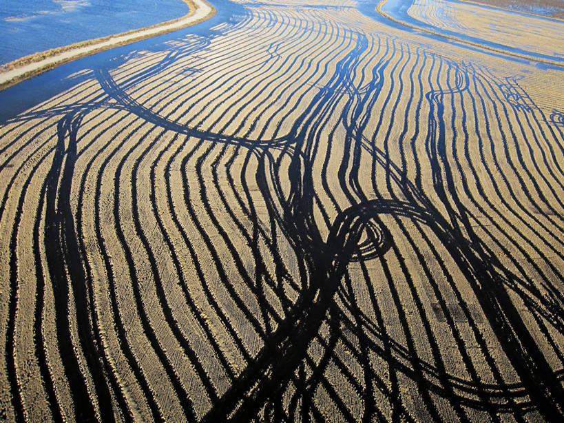 无人,横图,室外,白天,农业,美国,稻田,地形,风景,自然,摄影,生长,宁静,加利福尼亚,萨克拉门托,彩图