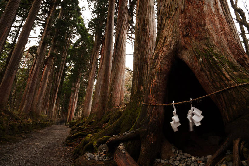 无人,横图,室外,白天,仰视,美景,长野县,日本,一排,节日,整齐,景观,文化,排列,天空,自然,祈祷,健康,景色,许愿,摄影,宗教,信仰,纪念,神道,宁静,祈求,神殿,队列,自然风光,神道教,冈谷,平安,彩图,低角度拍摄,单行道,林荫大道