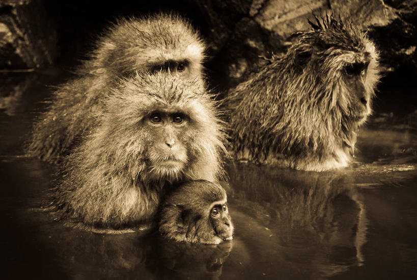 无人,横图,室外,白天,水,野生动物,长野县,日本,四只,湿,反射,动物,摄影,部分,日本猕猴,彩图,地狱谷