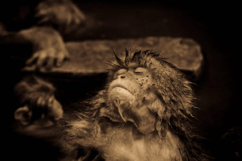 无人,横图,室外,特写,白天,野生动物,长野县,日本,三只,湿,放松,摄影,日本猕猴,闭着眼睛,睡觉,彩图