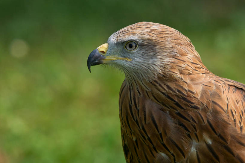 无人,横图,室外,特写,白天,侧面,野生动物,鹰,西班牙,鸟类,摄影,机敏,彩图