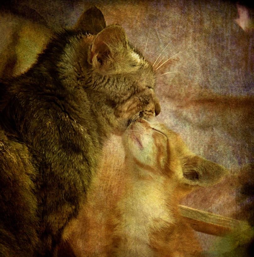 无人,竖图,室外,特写,白天,侧面,宠物,猫,西班牙,纹路,纹理,动物,两只,家畜,摄影,部分,肌理,亲吻,彩图,爱