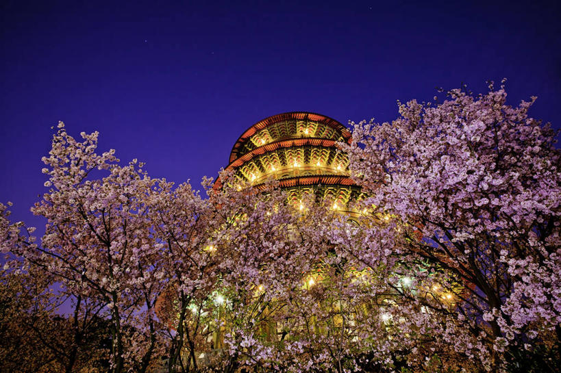 无人,横图,室外,仰视,建筑,樱花,台湾,首都,树,黄昏,摄影,宗教,照亮,道教,台北,万里无云,彩图,低角度拍摄