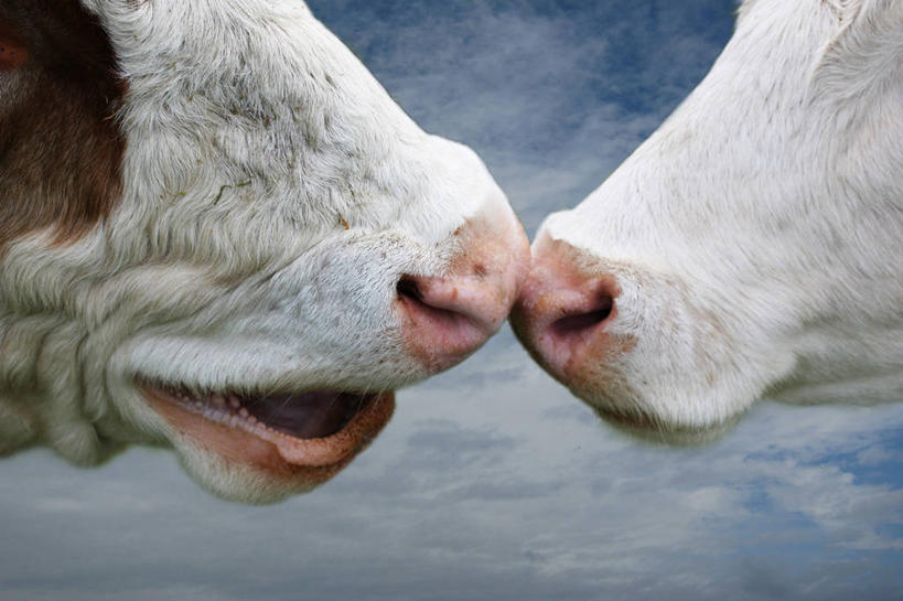 无人,横图,室外,特写,白天,侧面,德国,云,天空,动物,两只,面对面,家畜,摄影,牲畜,部分,母牛,彩图,家牛