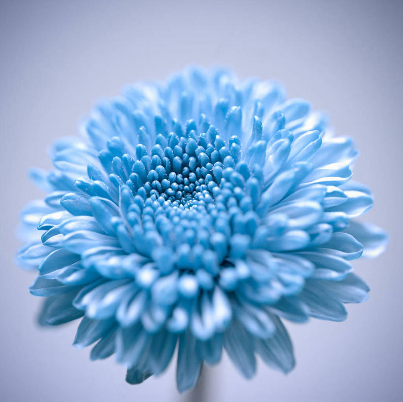 无人,横图,特写,英国,紫色背景,盛开,花蕾,花,花瓣,花朵,鲜花,一朵,蓝色,花苞,花蕊,摄影,脆弱,清新,柴郡,彩图,影棚拍摄