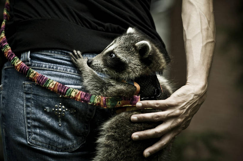 西方人,成年人,中年人,老年人,手,一个人,横图,室外,特写,白天,友谊,欧洲,美国,欧洲人,仅一个男性,仅一个人,仅一个中年男性,拿着,休闲装,人体,摄影,部分,浣熊,男人,男性,中年男性,白种人,腰部,彩图