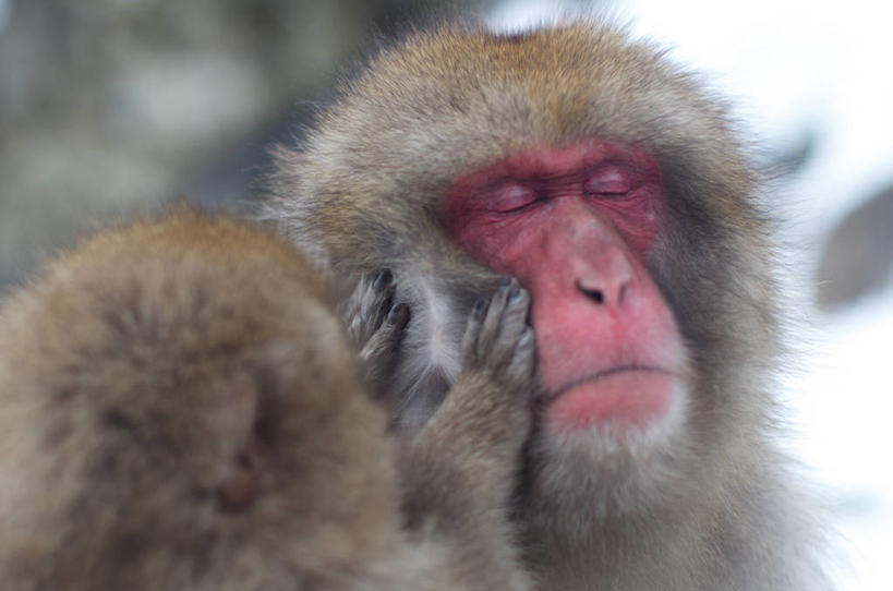 无人,横图,室外,特写,白天,野生动物,猴子,长野县,日本,动物,两只,摄影,部分,日本猕猴,闭着眼睛,触摸,彩图,地狱谷