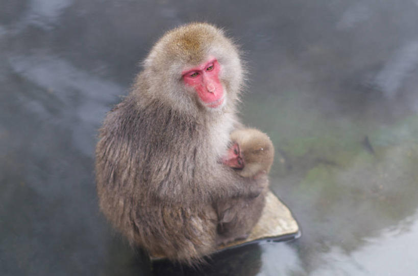 无人,坐,横图,俯视,室外,白天,温泉,野生动物,猴子,长野县,日本,冬天,拿着,动物,两只,摄影,关爱,日本猕猴,死水,彩图,高角度拍摄