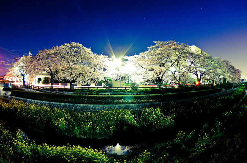 无人,横图,室外,夜晚,樱花,日本,日本文化,树,天空,自然,摄影,照亮,崎玉县,彩图