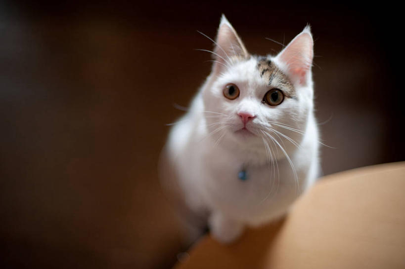 无人,站,横图,室内,白天,宠物,猫,日本,冬天,小猫,白色,动物,向上看,家畜,摄影,斑纹猫,冈山县,彩图,好奇心