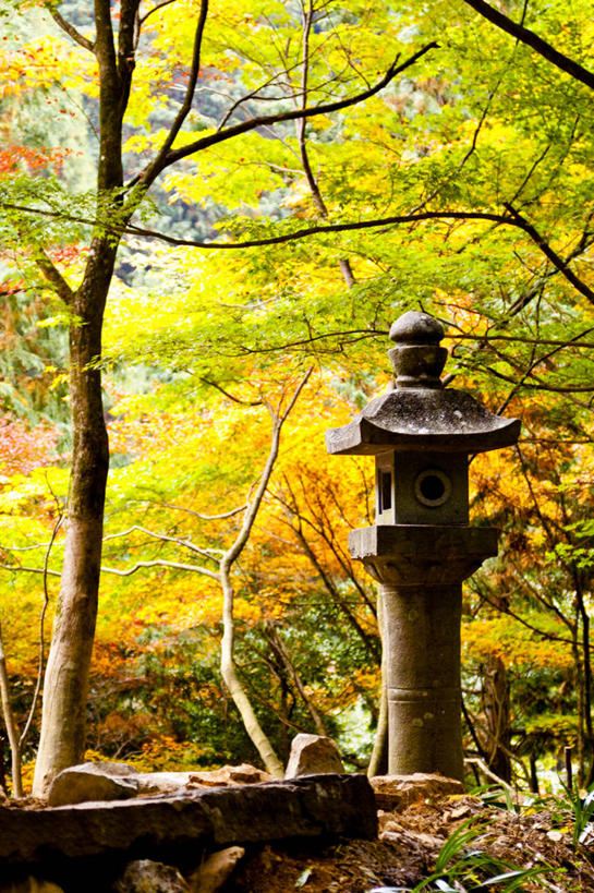 无人,竖图,室外,白天,美景,叶子,日本,日本文化,灯笼,景观,树,树干,绿色,自然,橙色,景色,摄影,自然风光,改变,岐阜县,美浓,秋天,彩图