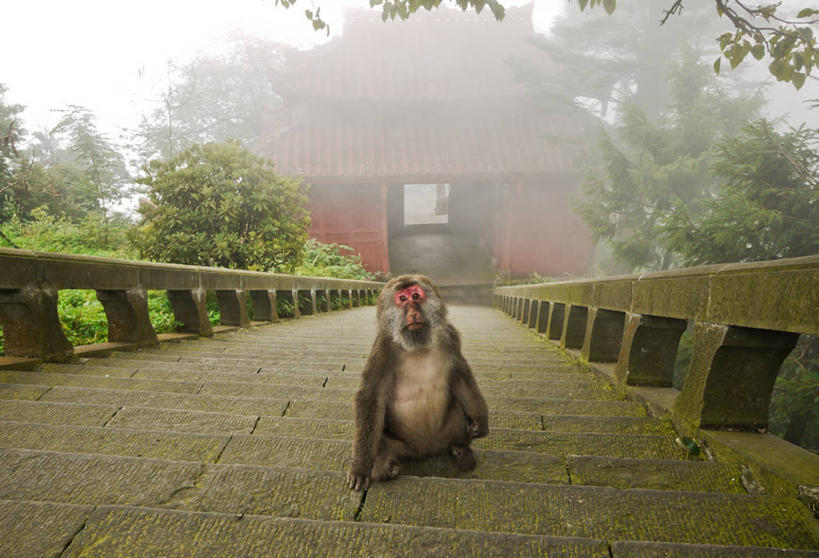 无人,横图,室外,白天,野生动物,猴子,台阶,树,摄影,四川省,峨嵋山,彩图