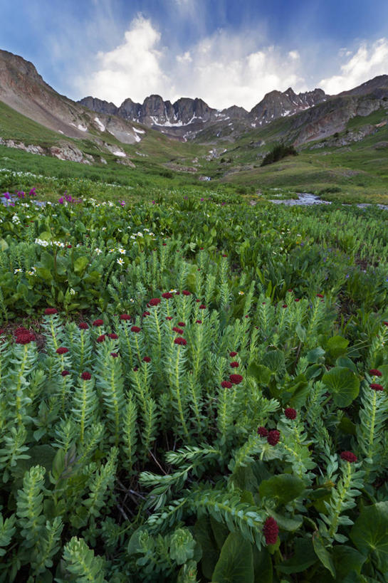 无人,竖图,室外,白天,农业,美景,山脉,美国,景观,云,野花,花,红色,天空,自然,夏天,景色,摄影,生长,宁静,自然风光,科罗拉多州,圣胡安山脉,彩图