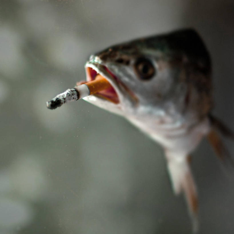 无人,吸烟,方图,室内,特写,白天,香烟,法国,鱼类,摄影,幽默,想法,海产,彩图