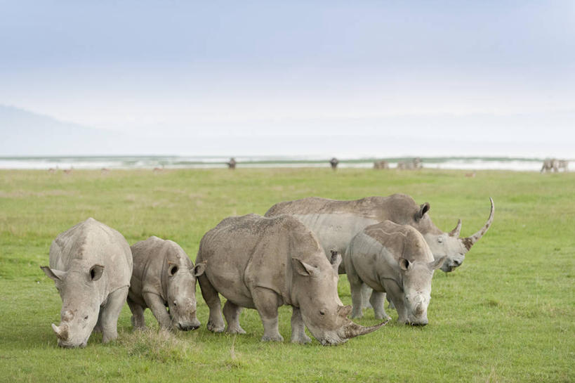 无人,横图,室外,野生动物,肯尼亚,地形,草,天空,自然,动物,摄影,白犀牛,纳库鲁,彩图