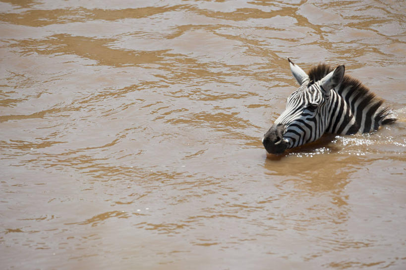 无人,横图,俯视,室外,白天,河流,斑马,野生动物,肯尼亚,条纹,摄影,部分,彩图,高角度拍摄,马赛马拉国家保护区,横越