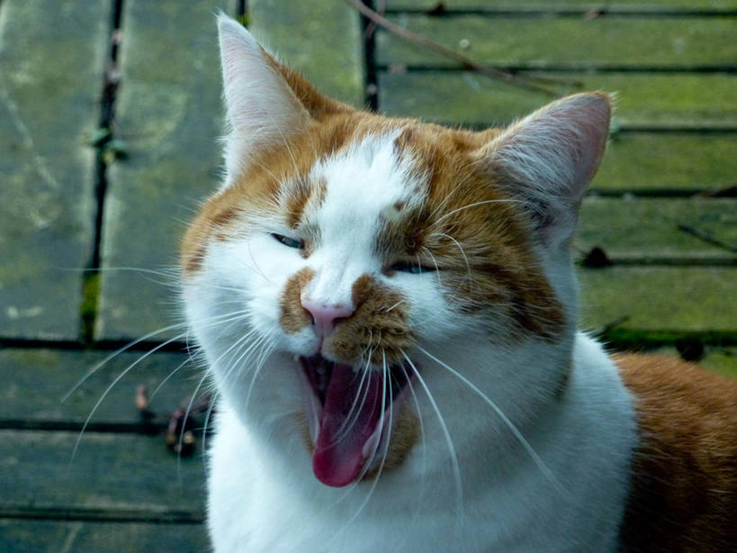 无人,横图,室内,特写,白天,宠物,猫,英国,打哈欠,家畜,摄影,部分,彩图