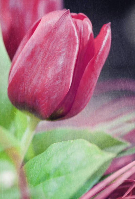 无人,竖图,室外,特写,白天,郁金香,叶子,意大利,花,花瓣,粉色,摄影,脆弱,清新,彩图