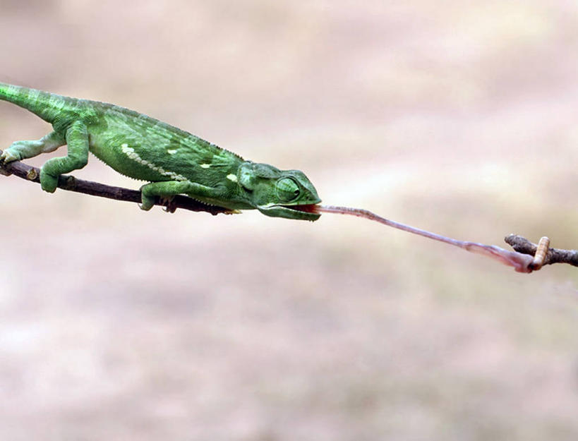 无人,横图,室外,白天,变色龙,野生动物,蜥蜴,南非,捕食,枝,动物,两只,摄影,接,蠕虫,彩图