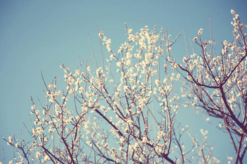 无人,横图,室外,白天,日本,梅花,横滨,神奈川县,树,天空,自然,摄影,生长,清新,彩图