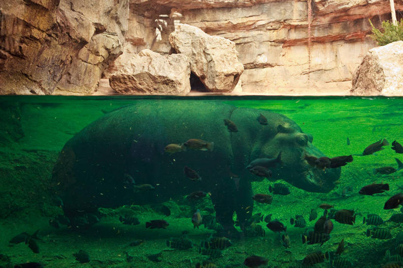 无人,动物园,横图,室外,白天,水下,河马,热带鱼,西班牙,一群,许多,池塘,很多,鱼类,绿色,动物,摄影,巴伦西亚省,岩石,彩图