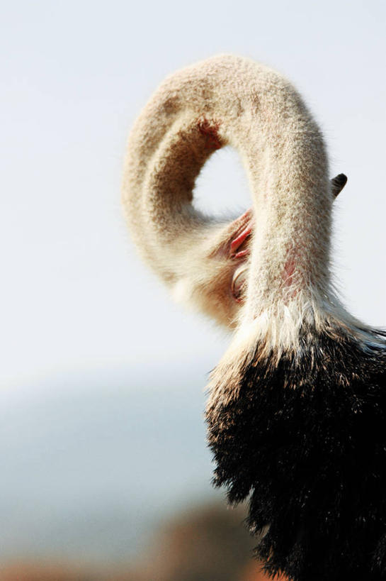 无人,竖图,室外,特写,白天,野生动物,鸵鸟,法国,弯曲,鸟类,摄影,部分,颈,彩图