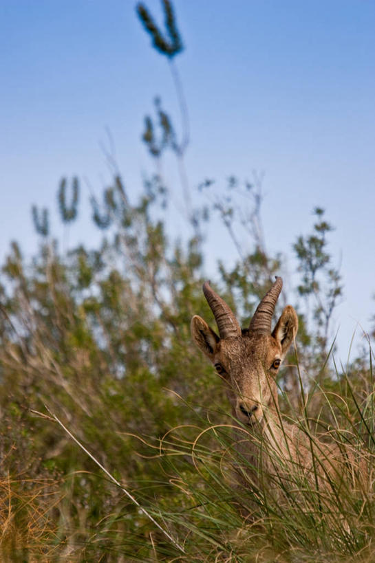无人,竖图,室外,特写,白天,西班牙,草,天空,自然,摄影,牲畜,肖像,山羊,彩图