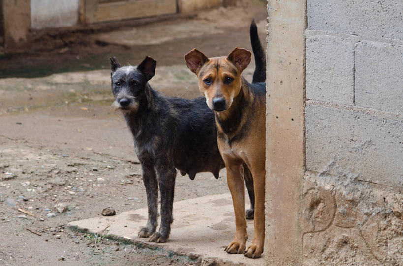无人,站,横图,室外,白天,宠物,狗,老挝,房屋,动物,两只,家畜,摄影,肖像,彩图,窥视