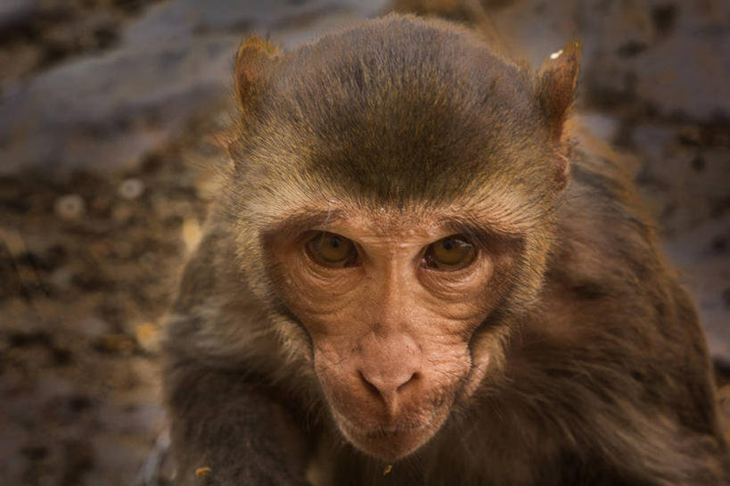 无人,横图,室外,特写,白天,野生动物,猴子,印度,动物,摄影,部分,肖像,拉贾斯坦邦,斋普尔,彩图