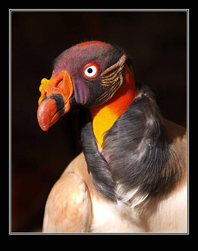 无人,竖图,特写,野生动物,西班牙,黑色背景,鸟类,摄影,部分,特内里费岛,大西洋群岛,秃鹰,彩图,影棚拍摄