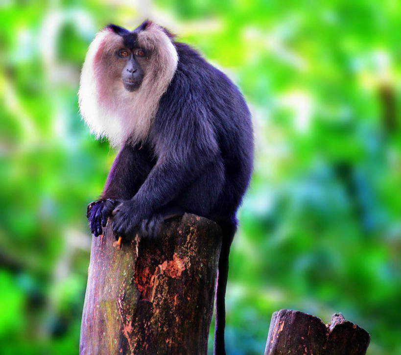 无人,坐,横图,室外,特写,白天,野生动物,猴子,新加坡,木制,首都,黑色,摄影,圆木,叶猴,肖像,新加坡市,彩图