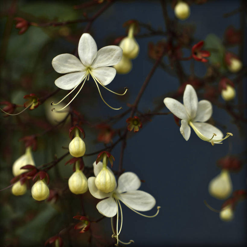 无人,植物园,方图,室外,白天,印度,花,白色,自然,摄影,生长,脆弱,泰米尔纳德邦,彩图