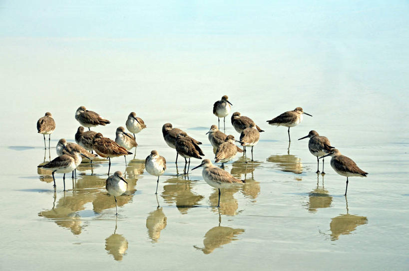 无人,横图,室外,白天,野生动物,美国,一群,许多,反射,鸟类,很多,自然,摄影,宁静,北美,北美洲,美洲,南卡罗来纳州,北亚美利加洲,亚美利加洲,南卡罗来纳,扇榈之州,矮棕榈之州,矶鹞,海滩,彩图,美利坚合众国