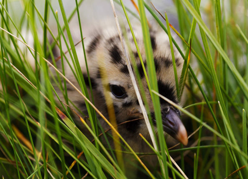 无人,横图,室外,白天,海鸥,野生动物,挪威,鸟类,草,摄影,隐藏,恐怖,彩图