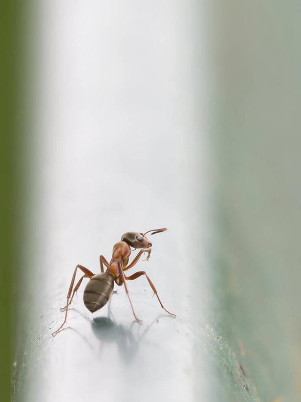 无人,竖图,室外,特写,白天,野生动物,西班牙,金属,蚂蚁,管子,摄影,布尔戈斯,彩图