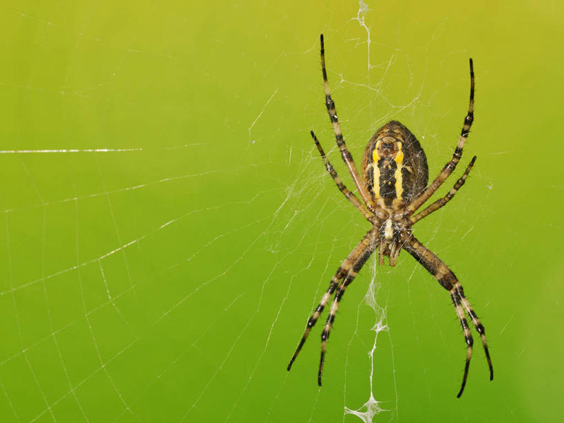 无人,横图,室外,特写,白天,西班牙,绿色背景,昆虫,蜘蛛,蜘蛛网,摄影,复杂,脆弱,阿拉瓦省,彩图