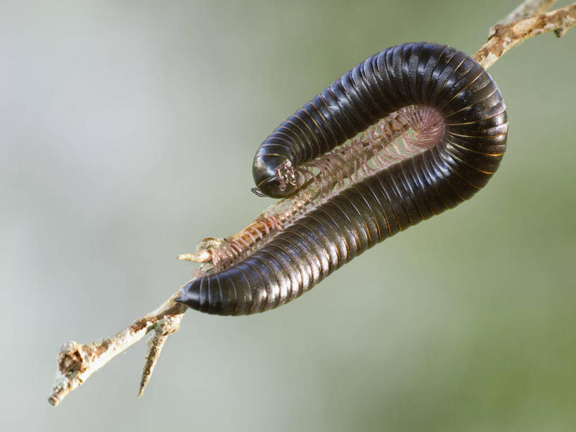 无人,横图,室外,特写,白天,野生动物,西班牙,昆虫,茎,摄影,千足虫,布尔戈斯,彩图,布尔戈斯省