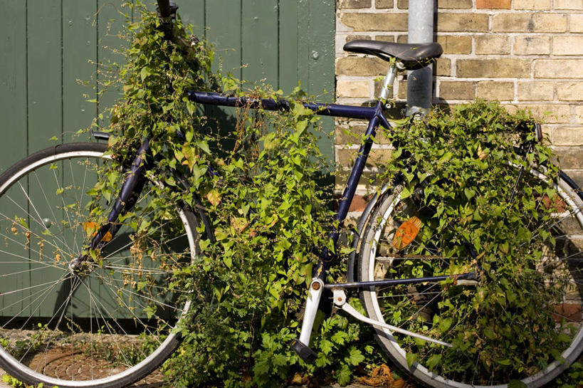 无人,横图,室外,白天,植物,门,自行车,丹麦,包装,墙,常春藤,砖墙,靠,靠着,运输,摄影,生长,支撑,彩图