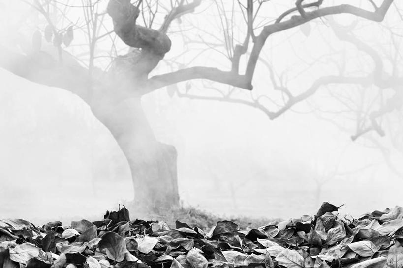 无人,果园,横图,黑白,室外,白天,叶子,日本,柿子树,枝,树,自然,烟,摄影,改变,岐阜县,秋天