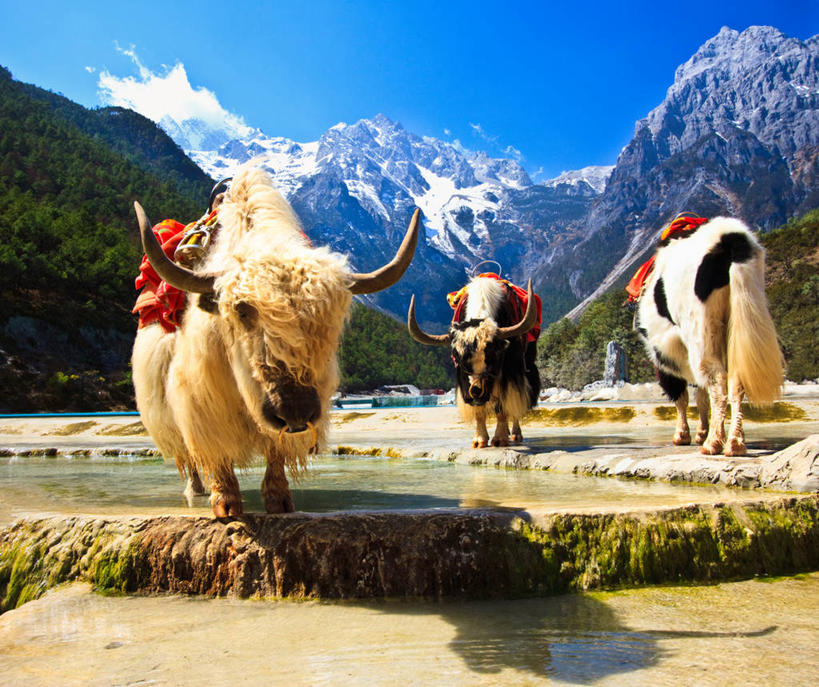 无人,站,横图,室外,白天,梯田,山,山脉,水,雪,丽江,三只,阴影,云,山谷,玉龙雪山,天空,自然,家畜,寒冷,摄影,云南省,牦牛,彩图