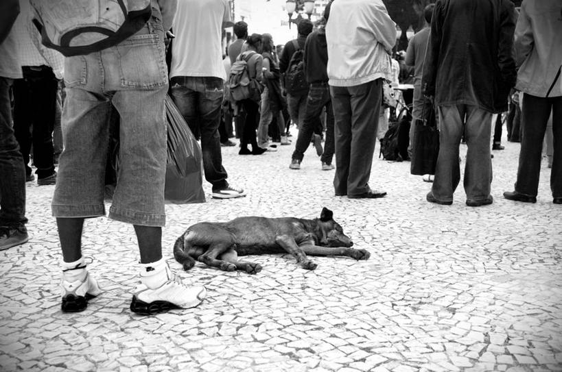 站,横图,黑白,室外,白天,道路,路,公路,宠物,狗,巴西,人行道,交通,许多人,休闲装,一群人,家畜,南美,放松,摄影,南美洲,拉丁美洲,美洲,群众,巴西联邦共和国,首府,亚美利加洲,南亚美利加洲,巴拉那,巴拉那州,库里蒂巴,库里奇巴,马路,睡觉